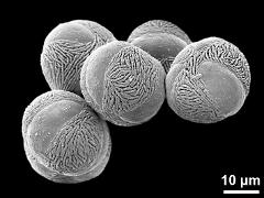 hydrated pollen grains