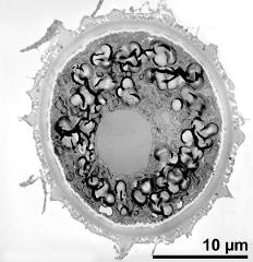 pollen grain with generative cell (left) and vegetative nucleus (right)