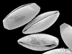 dry pollen grains