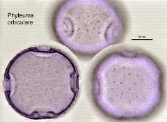 hydrated pollen