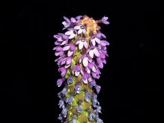 inflorescence of Primula vialii