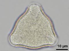 hydrated pollen,polar view