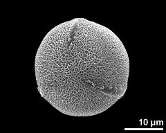 hydrated pollen,  slightly polar view