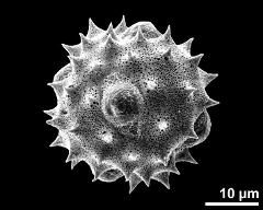 6-colporate pollen grain