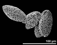 dry pollen grains