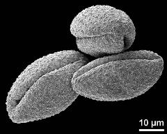 dry pollen grains