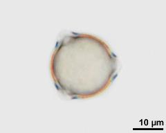 hydrated pollen grain in polar view