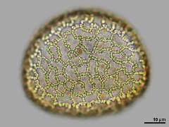 polar view,hydrated pollen