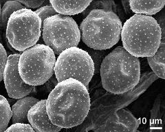 dry pollen grains