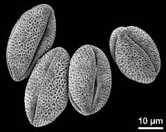 dry pollen grains