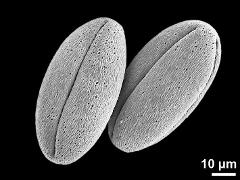 dry pollen grains