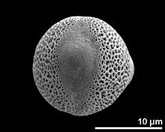 hydrated pollen grain in equatorial view