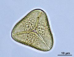 acetolyzed pollen,polar view