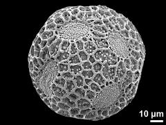 hydrated pollen grain