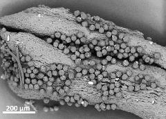 dry pollen