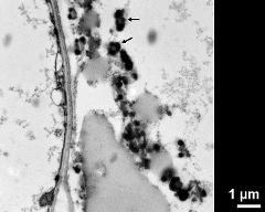 Ubisch bodies (arrows) and pollenkitt near the locular wall