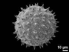 hydrated pollen