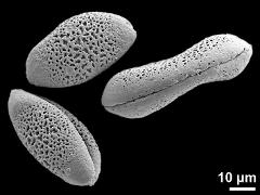 dry pollen grains