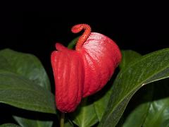 inflorescence of Anthurium scherzerianum