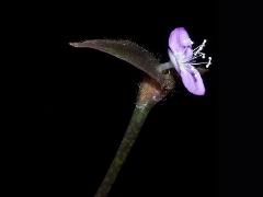flower of Zebrina purpusii