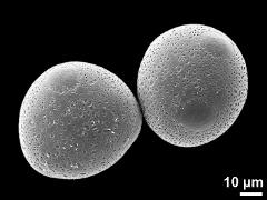 hydrated pollen grains