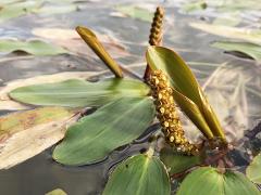 inflorescence(s)