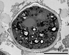 cross section of pollen grain