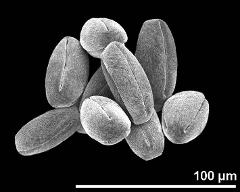 dry pollen grains