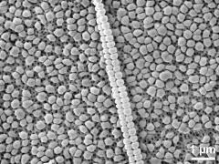 viscin thread on pollen surface