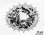 pollen grain in cross section