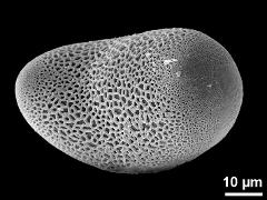 polar proximal view