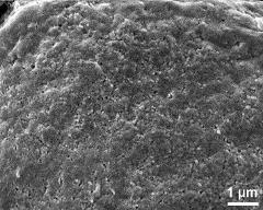 exine surface of hydrated tetrad