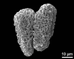 dry tetrads