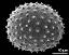 hydrated pollen grain