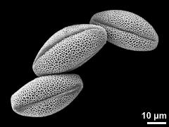 dry pollen grains