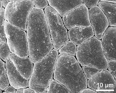 hydrated tetrads (forming pollinium)