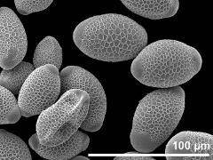 hydrated (right) and dry pollen (left)