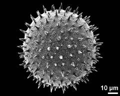 hydrated pollen grain