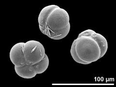 hydrated tetrads