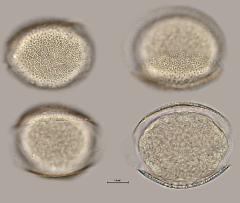 hydrated pollen