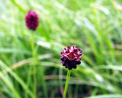 flowers of Sanguisorba officinalis