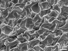surface of pollinium with pollen tetrads