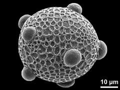 hydrated pollen grain