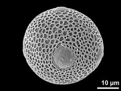 hydrated pollen grain