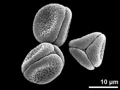 dry pollen grains