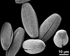 dry pollen grains