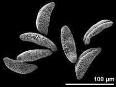 dry pollen grains