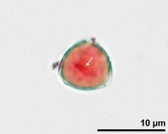 pollen grain with generative cell (arrow)