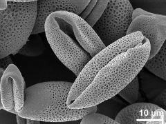 dry pollen