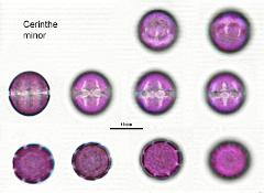 hydrated pollen